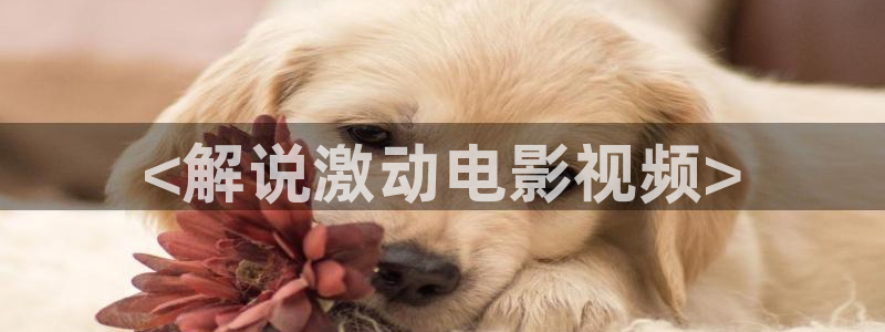 樱桃琥珀电视剧全集